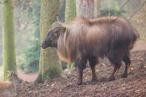 A male Himalayan Tahr (Hemitragus jemlahicus) stands in the forest on a foggy day