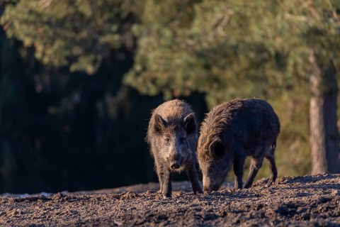 Two wild boar or wild pig (Sus scrofa) searching for food on an opening. Early morning light