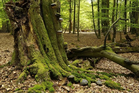 Tinder fungus, (Fomes fomentarius) tree fungus on a beech, (Fagus) deadwood in Reinhardswald,