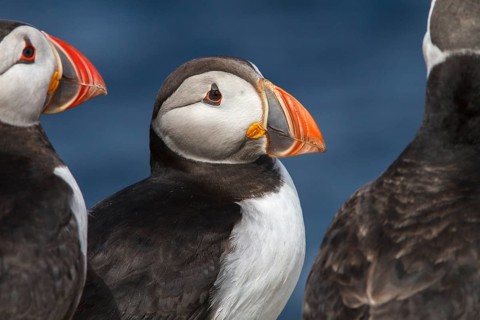 Atlantic Puffin (Fratercula arctica) adult portrait, Farne Islands, United Kingdom