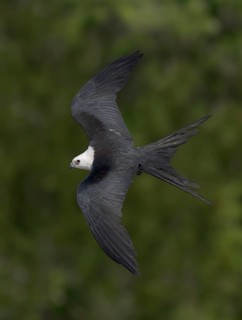 Swallow-tailed Kite (Elanoides forficatus) flying, Florida, USA