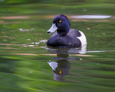 Tufted duck (Aythya fuligula), Germany