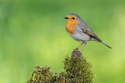 European Robin (Erithacus rubecula) perched on a mossy stump, Poland