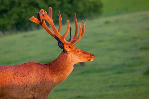 Portrait of an Altai maral stag, Altai wapiti or Altai elk (Cervus canadensis sibiricus) in the