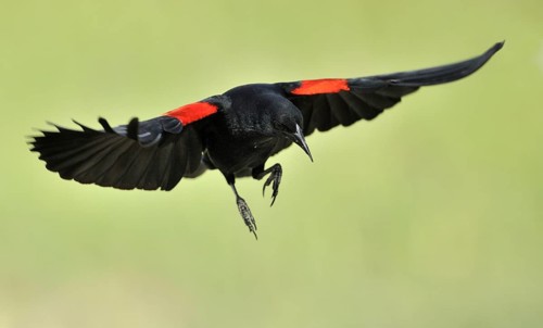 Red-winged Blackbird (Agelaius phoeniceus) male flying, British Columbia, Canada