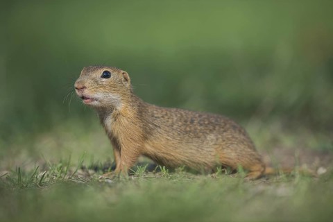 European Ground Squirrel (Spermophilus citellus), Austria