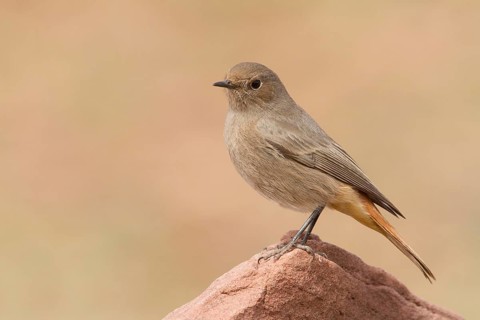 Black Redstart (Phoenicurus ochruros) female, Morocco