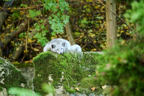 Arctic fox (Vulpes lagopus) on a rock, Bavaria, Germany