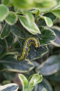 Boxwood borer (Cydalima perspectalis), European boxwood (Buxus sempervirens 'Argenteovariegata'),