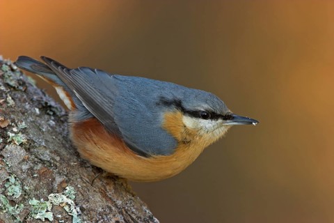 Eurasian nuthatch (Sitta europaea), Sittelle torchepot, Trepador Azul, Battenberg, Tiszaalpár,