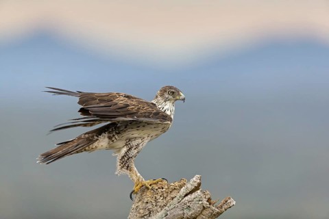 Bonelli's eagle, (Hieraaetus fasciatu), animals, birds, birds of prey, hawk family, perch, biotope,