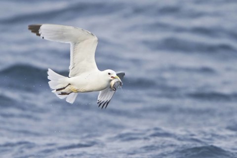 Black-legged Kittiwake (Rissa tridactyla) flying, Newfoundland, Canada