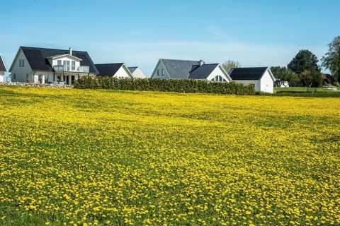 Field of dandelions (Taraxacum officinale) in front of a village in Ystad municipality, Skåne