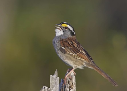 White-throated Sparrow (Zonotrichia albicollis) singing, Michigan, USA