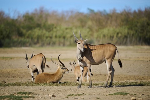 Common eland (Taurotragus oryx) standing in the dessert, captive, distribution Africa