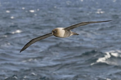 Light-mantled Albatross (Phoebetria palpebrata), Antarctica