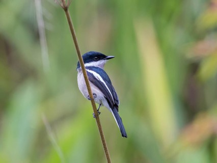 Bar-winged Flycatcher-shrike (Hemipus picatus), Sri Lanka
