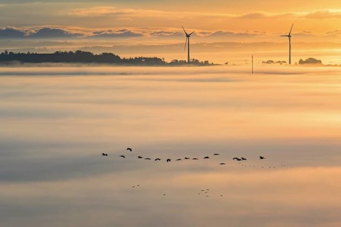 Scenic view at a wind turbines rising out of the morning fog and a flock of cranes flying above the