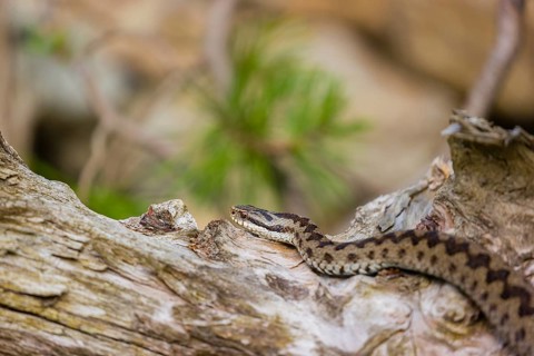 One Vipera berus, the common European adder or common European viper, creeps over a rootstock