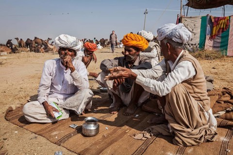 PUSHKAR, INDIA, NOVEMBER 20, 2012: Indian men and camels at Pushkar camel fair (Pushkar Mela),
