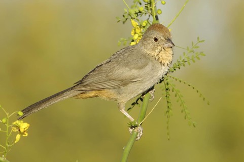 Canyon Towhee (Melozone fusca), Arizona, USA