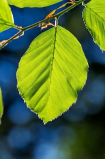 European beech (Fagus sylvatica) leafes against the blue sky in early summer near Regensburg, Upper