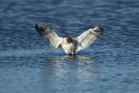 Black headed gull (Chroicocephalus ridibundus) juvenile seagull bird stretching its wings in a