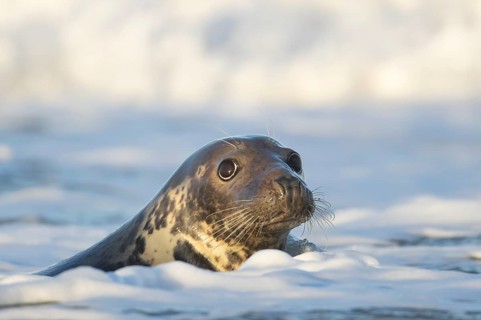Grey seal (Halichoerus grypus) adult animal in the breaking waves of the sea, England, United