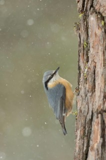 Eurasian Nuthatch (Sitta europaea), Grisons, Switzerland