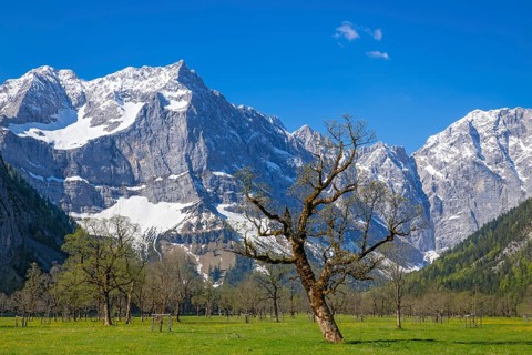 The Großer Ahornboden in spring, Großer Ahornboden, Karwendelgebirge, Tyrol, Austria