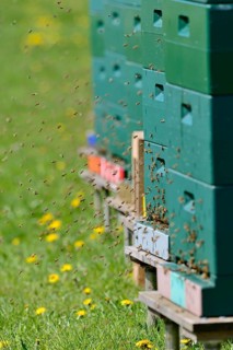 Honey bees (Apis mellifera) at the beehives, North Rhine-Westphalia, Germany