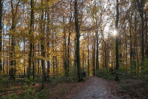 An autumnal forest view with sunbeams falling through the trees and illuminating the scenery,