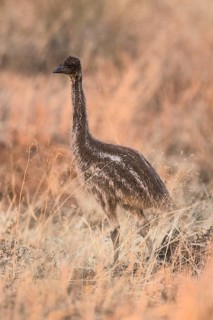 Emu (Dromaius novaehollandiae) chick, Queensland, Australia
