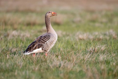 Greylag goose (Anser anser), Ochsenmoor, Dümmer, Lemförde, Lower Saxony, Germany