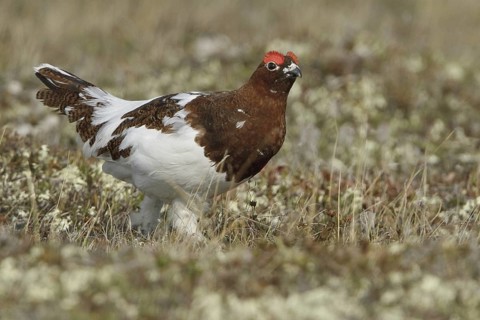 Willow Ptarmigan (Lagopus lagopus) male, Manitoba, Canada