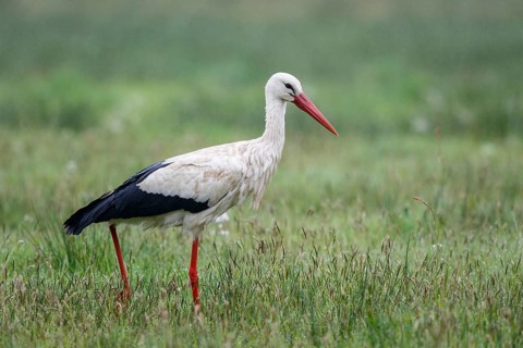 White Stork (Ciconia ciconia) foraging in the rain, North Rhine-Westphalia, Germany