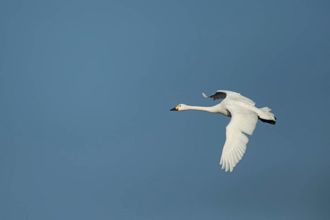 Bewick's Swan (Cygnus columbianus) adult bird flying in winter, England, United Kingdom