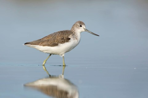 Common Greenshank (Tringa nebularia), Victoria, Australia