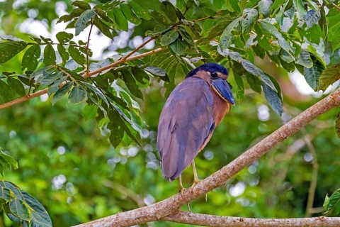Central America, Costa Rica, Cochlearius cochlearius, standing, branch, biotope, animals, birds,