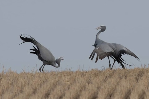 Blue Crane (Grus paradisea), South Africa