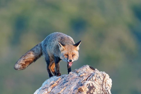 Red fox (Vulpes vulpes) in early morning light on a rock, Sierra de San Pedro, Extremadura, Spain