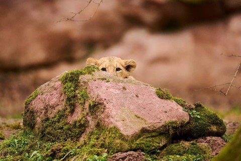 Asiatic lion (Panthera leo persica) cub looking from behind a rock, captive