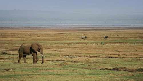 African elephant (Loxodonta africana) lonely elephant bull in savanna, Serengeti National Park;