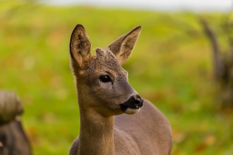 Portrait of a young Roe Deer buck, (Capreolus capreolus)