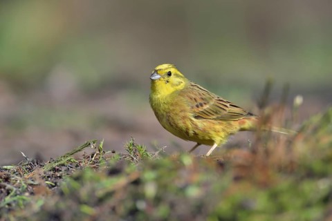 Yellowhammer (Emberiza citrinella), Netherlands