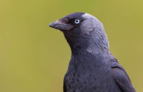 Dohle, Jackdaw, Eurasian Jackdaw, Corvus monedula, Choucas des tours, Grajilla Común, Grajilla