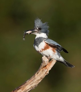 Belted Kingfisher (Megaceryle alcyon) female perched on a branch with fish prey in beak, Florida,