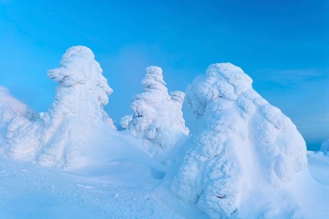 Snowy landscape with icy trees under a blue sky, calm and cold atmosphere, Brocken, Wernigerode,