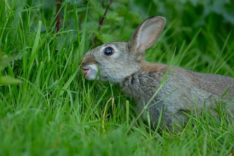 Rabbit (Oryctolagus cuniculus) wild adult animal feeding in grassland, England, United Kingdom