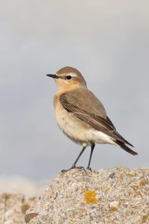 Northern Wheatear (Oenanthe oenanthe) female, Schleswig-Holstein, Germany